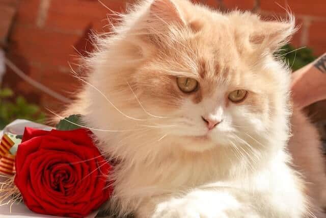 Rose Flower with Cat